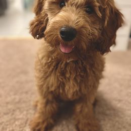Goldendoodle and Poodle Puppies from Daisey's Doodles Seattle