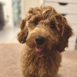 Goldendoodle and Poodle Puppies from Daisey's Doodles Seattle