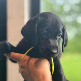 Yellow Collar - Black female Labrador Retriever puppy in Winchester, Kentucky from Bourbon Country Retrievers