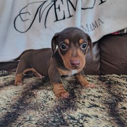 Schatzi - Chocolate and tan male Dachshund puppy in Opelika, Alabama from Dachshund Darlins