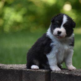 Girl 1 - Black tri-color female Australian Shepherd puppy in Pilot, Virginia from Obsidian Australian Shepherd