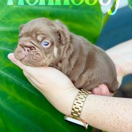Hennessy (Blue) - Liver male French Bulldog puppy in Jefferson City, Missouri from Central Frenchie Haven