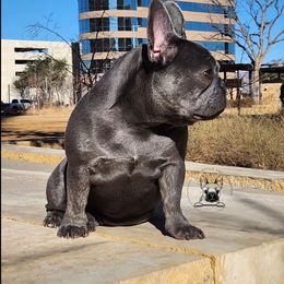 Reign - French Bulldog