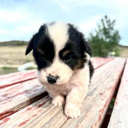 Starbucks - Black and white female American Corgi puppy in Bayard, Nebraska from Puppies by Alies