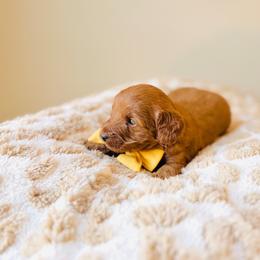 Cider - Red  female Goldendoodle puppy in Elizabethtown, Kentucky from Reddy Poodles & Doodles