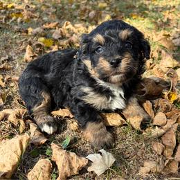 Charlie Brown - Tri-color male Bernedoodle puppy in Lancaster, Missouri from Cavapoo Acres