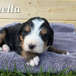 Cruella - Tri-color female Bernedoodle puppy in Blackfoot, Idaho from Draper Mountain Doodles
