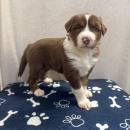 Tonks - Red tri-color female Australian Shepherd puppy in Smithfield, Utah from C&C Ranch