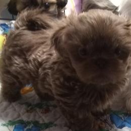 Shih Tzu Puppies from Pams precious shih tzus