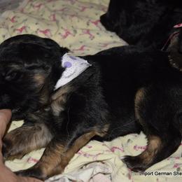 German Shepherd Puppies from Import German Shepherds of Kansas