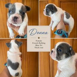 Donna - Tricolors female French Bulldog puppy in Holton, Indiana from MoonShine Babies