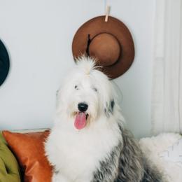 Aussiedoodle, Old English Sheepdog, Poodle, and Sheepadoodle All Grown Up from Iowa's Doodle Co.