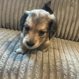 Shaded Cream Long haird Girl B 4000 - Cream female Dachshund puppy in Fenton, Michigan from Always Darling Dachshunds
