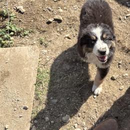 Oreo - Black tri-color female Australian Shepherd puppy in Fontana, California from J.O Family Aussies