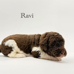 Ravi - Chocolate male Goldendoodle puppy in Milford, Pennsylvania from Doodles Are Golden