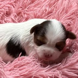 Ariel AKC - Chocolate, tan and white female Yorkshire Terrier puppy in Labelle, Florida from Chocolate and Parti Yorkies in Florida