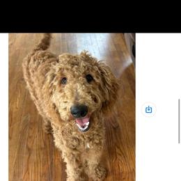 Goldendoodle and Poodle Puppies from Florida Coast Golden Doodles
