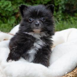 Pixie - Black female Pomeranian puppy in Grayslake, Illinois from Lamon’s Pom & Polar Pups