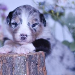 BIBA - Blue merle female Australian Shepherd puppy in Easton, Missouri from MMA Kennel