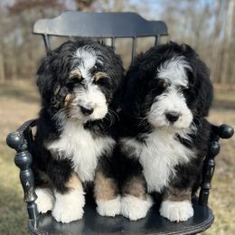Bernedoodle and Pyredoodle Puppies from FDF Pyredoodles & Bernedoodles