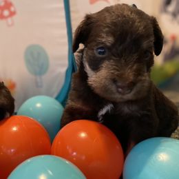 Miniature Schnauzer Puppies from Booms baby