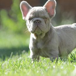 Sadie - White and brindle female French Bulldog puppy in Miami, Oklahoma from Destiny Jones
