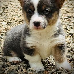 AKC Delilah - Blue female Pembroke Welsh Corgi puppy in Taylorsville, North Carolina from Mill Creek’s Pembroke Welsh Corgis and French Bulldogs