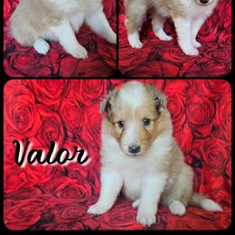 Valor - Sable merle and white female Shetland Sheepdog puppy in Lebanon, Tennessee from Henotic Homestead's Shetland Sheepdogs