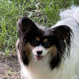 Froshia - Papillon