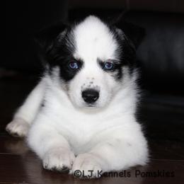 Holstein - Black and white female Pomsky puppy in Centerville, Iowa from LJ Kennels Pomskies, LLC