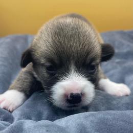 Yellow boy - Sable male Pembroke Welsh Corgi puppy in Adairsville, Georgia from R&R Corgis