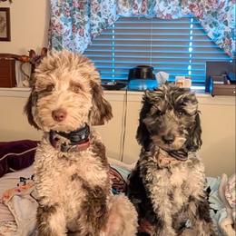 Assorted Doodle Crosses, Bernedoodle, Cockapoo, Double Doodle, Goldendoodle, and Golden Retriever Puppies from Hawk Mountain Doodles