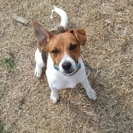 Duchess Luxe - Russell Terrier puppy from Royal Russells Ranch