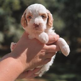 Atlas - Parti male Goldendoodle puppy in Austin, Texas from Cedarcrest Goldendoodles