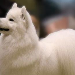 Samoyeds from Lynn Hunkins