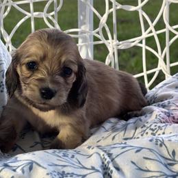 Olive - Cream female Dachshund puppy in Crestview, Florida from Neverending Dachies