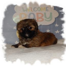 Snuggles - Brindle and white male Shih Tzu puppy in Lawrenceburg, Tn, Tennessee from Shedd's Shih Tzus