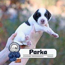Parka - Brown and white female Sheepadoodle puppy in Cleveland, Tennessee from Narrow Path Old English & Sheepadoodles