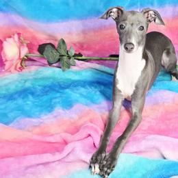 Must Have - White and blue male Italian Greyhound puppy in Cadwell, Georgia from All The DoDa Day Italian Greyhounds