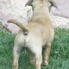 Staffordshire Bull Terrier Puppies from Red Rocks Staffordshire Bull Terriers