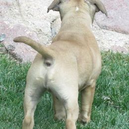Staffordshire Bull Terrier Puppies from Red Rocks Staffordshire Bull Terriers