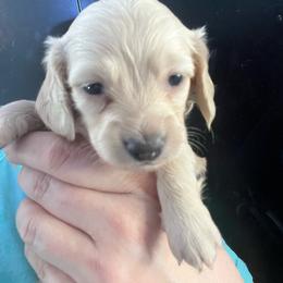 Cora - Cream female Dachshund puppy in Bigfork, Minnesota from Dachshunds Up North