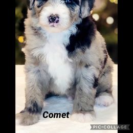 Australian Labradoodle, Bernedoodle, and Sheepadoodle Puppies from Lookingglass Doodles