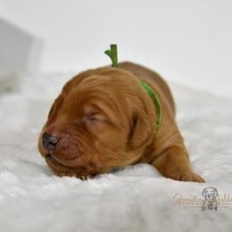 Green M - Golden Retriever puppy in Hall, Montana from Goosetown Goldens