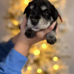 Red - Black and silver male Miniature Schnauzer puppy in Cadiz, Kentucky from Southern Magnolia Schnauzers