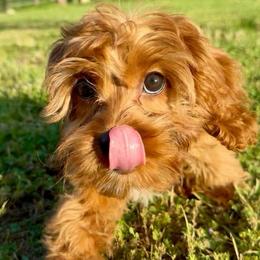Rosie - Smaller, expressive female with a playful personality - Red female Cavapoo puppy in Knoxville, Tennessee from Duke’s Forever Doodles