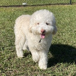 Valerie - Goldendoodle