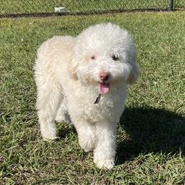 Valerie - Goldendoodle