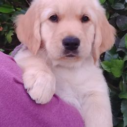 Golden Retriever Puppies from Topmast Goldens