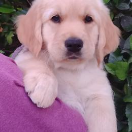 Golden Retriever Puppies from Topmast Goldens